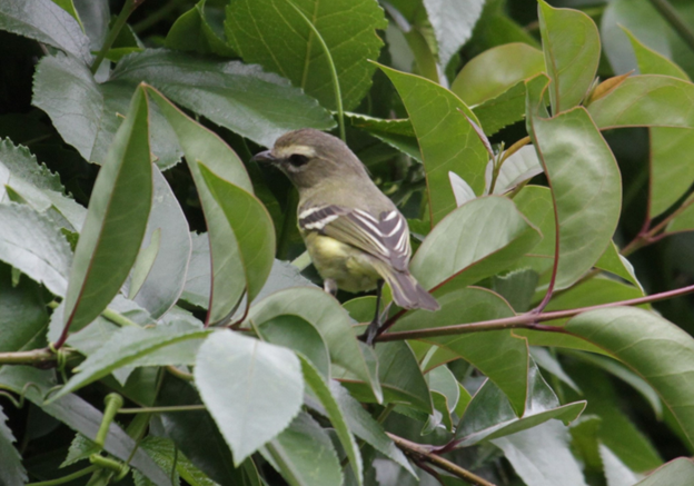 Yellow-winged Vireo - ML622774955