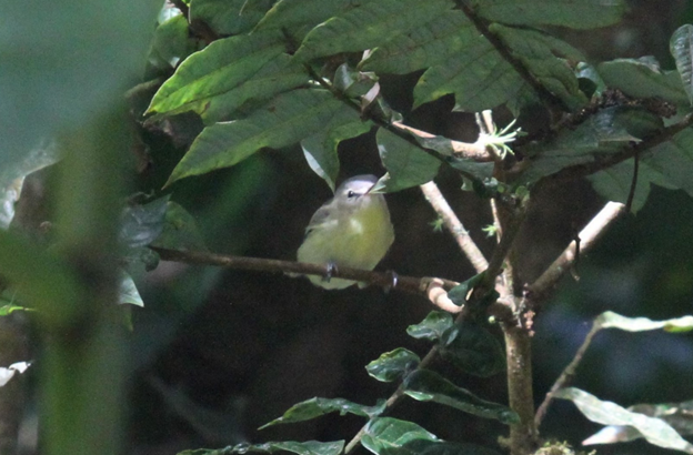 Yellow-winged Vireo - ML622774961