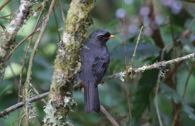 Solitario Carinegro - ML622774963