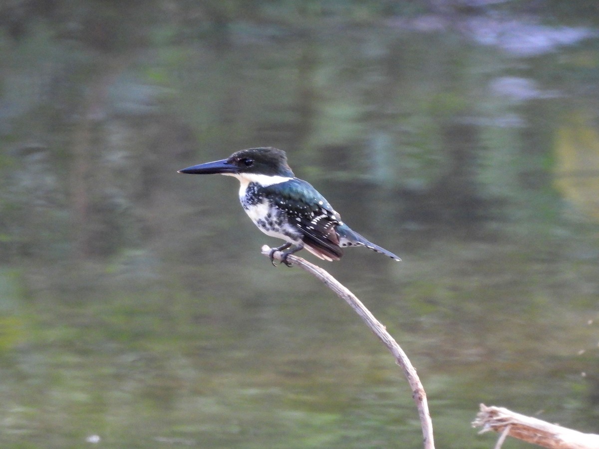 Green Kingfisher - Eduardo Acevedo