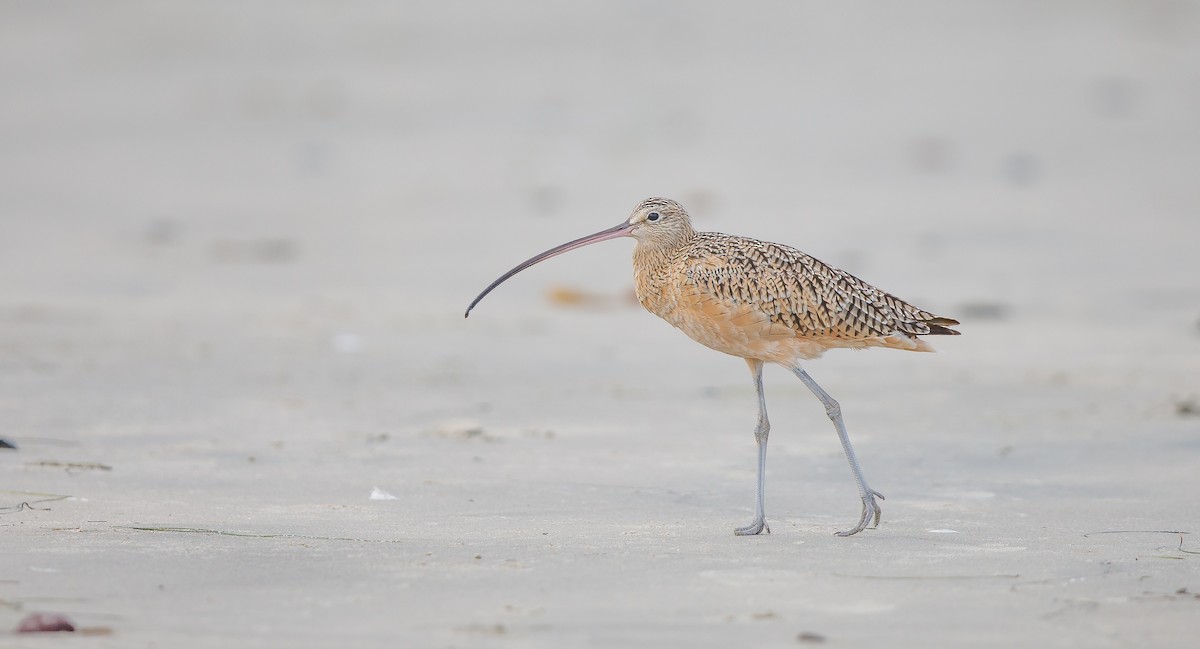 Long-billed Curlew - ML622775000