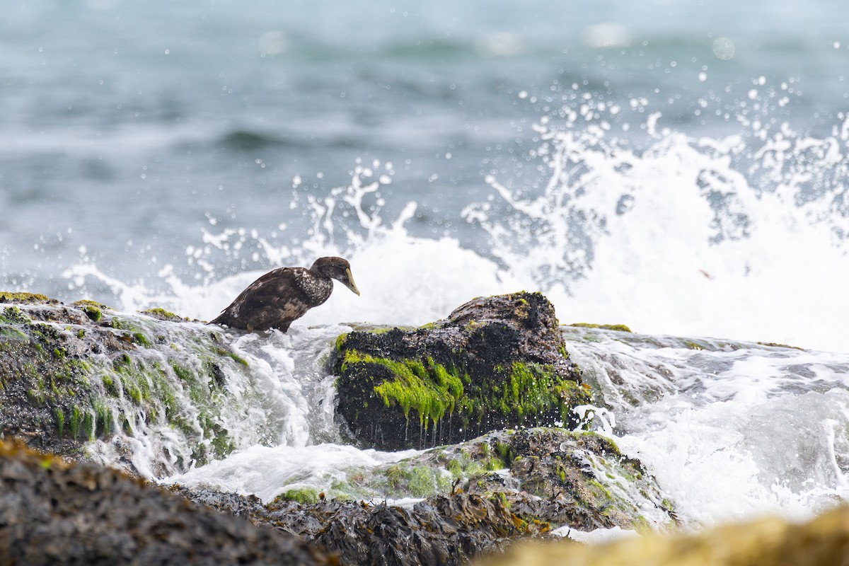 Common Eider - ML622775005