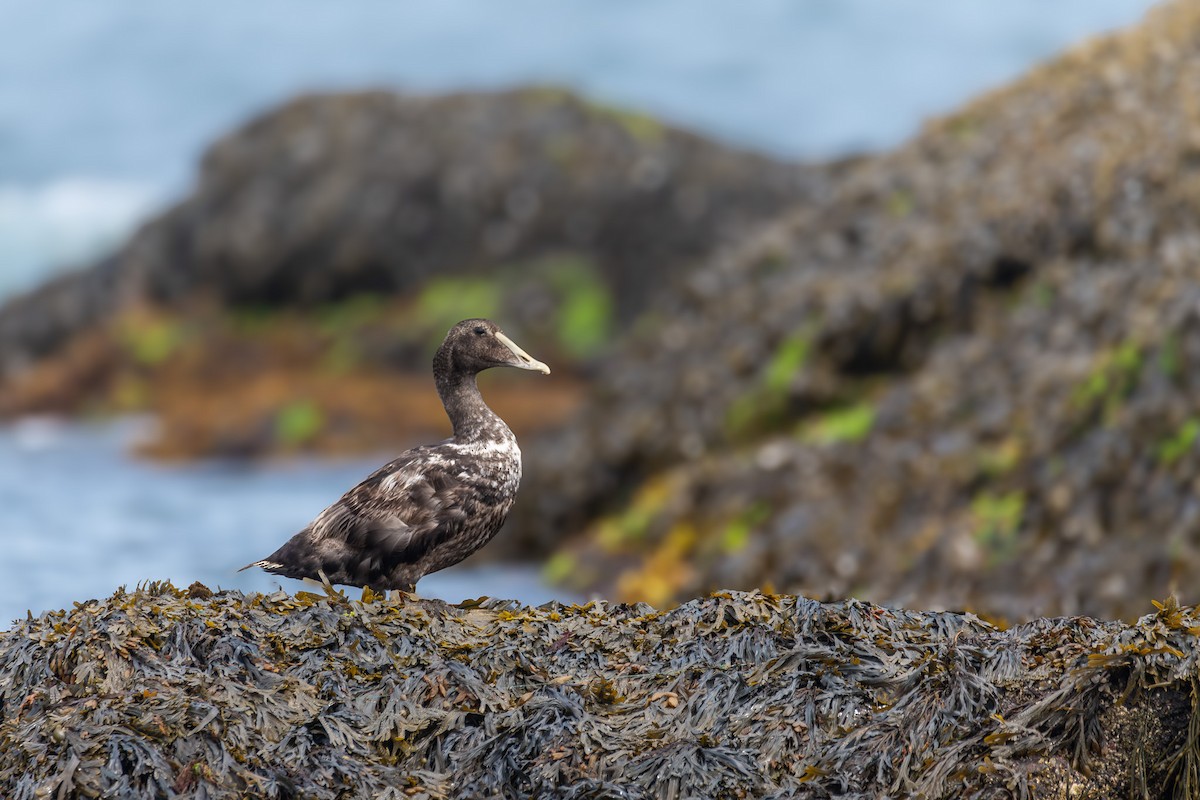 Common Eider - ML622775009