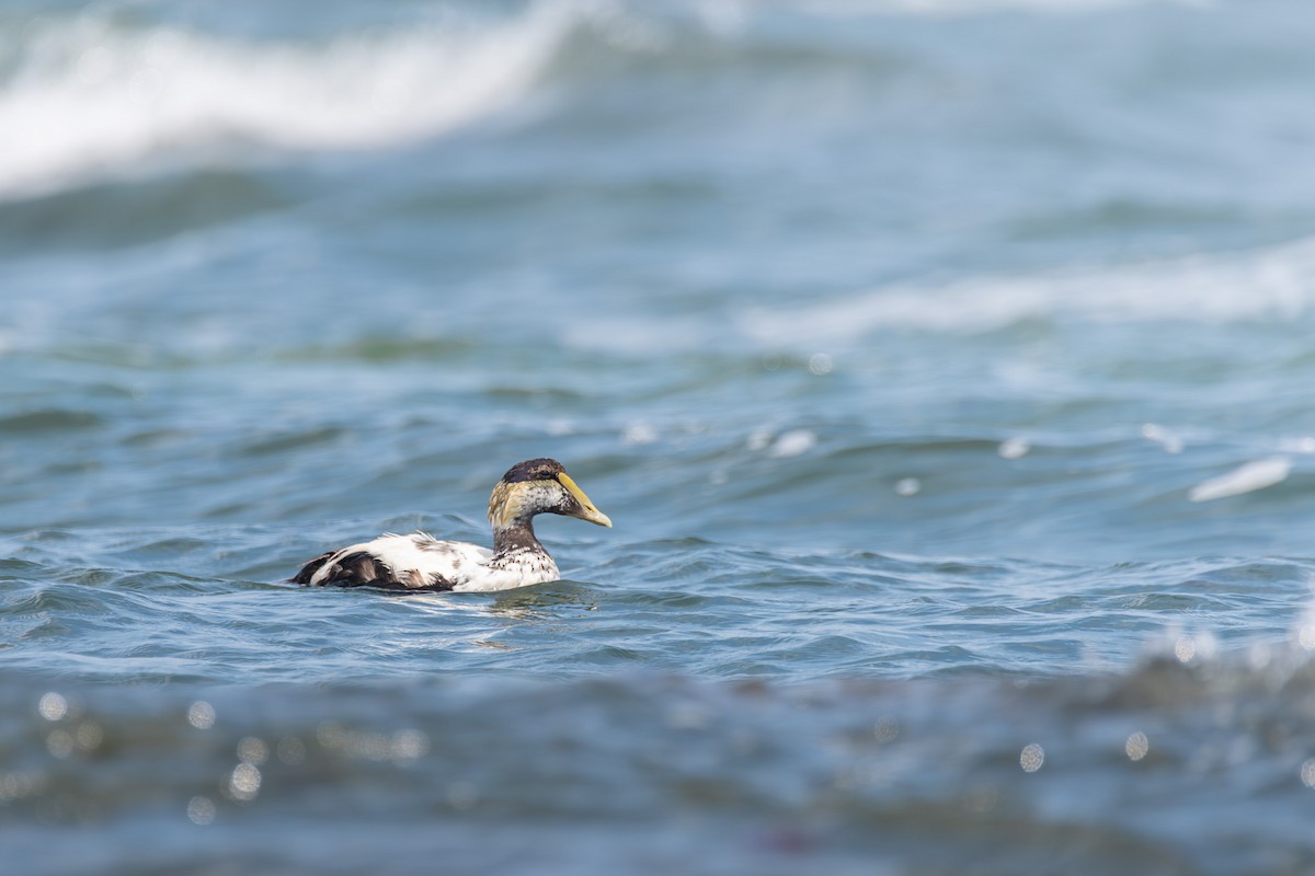 Common Eider - ML622775013