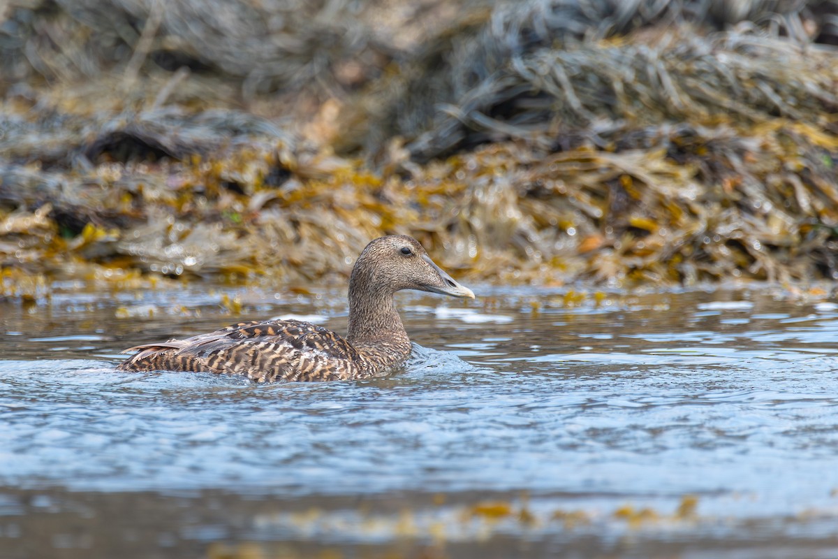 Common Eider - ML622775017