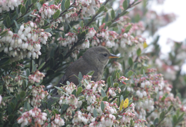 Peg-billed Finch - ML622775020