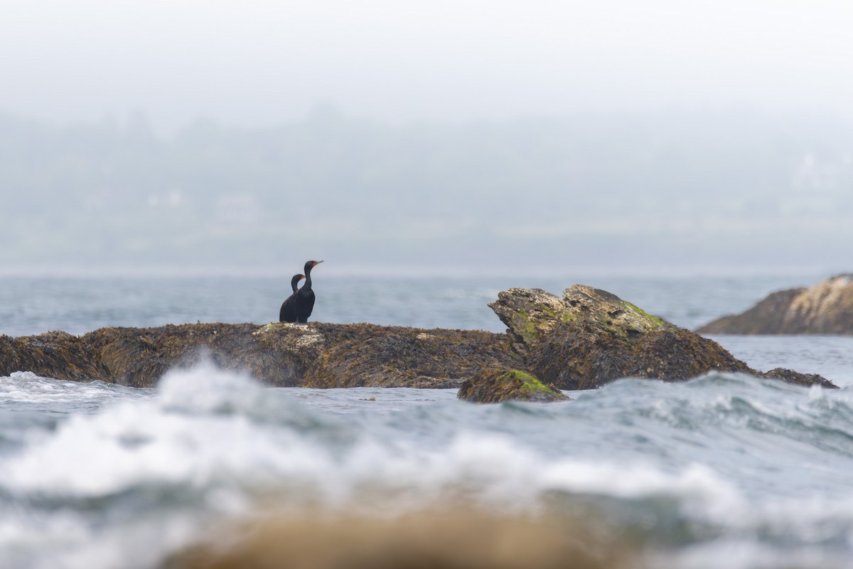 Double-crested Cormorant - ML622775027