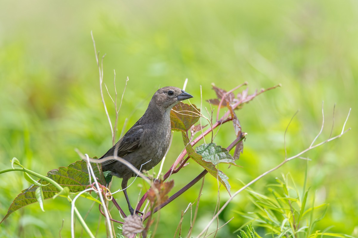 Brown-headed Cowbird - ML622775029