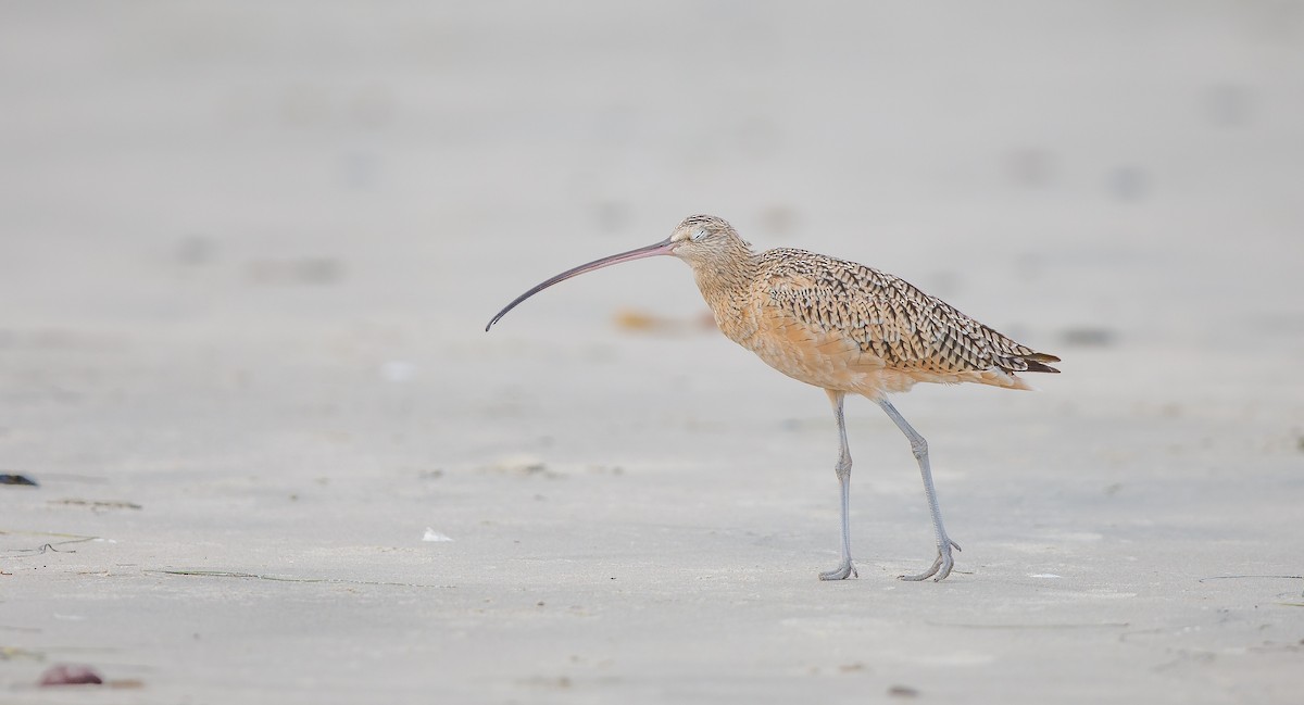 Long-billed Curlew - ML622775034