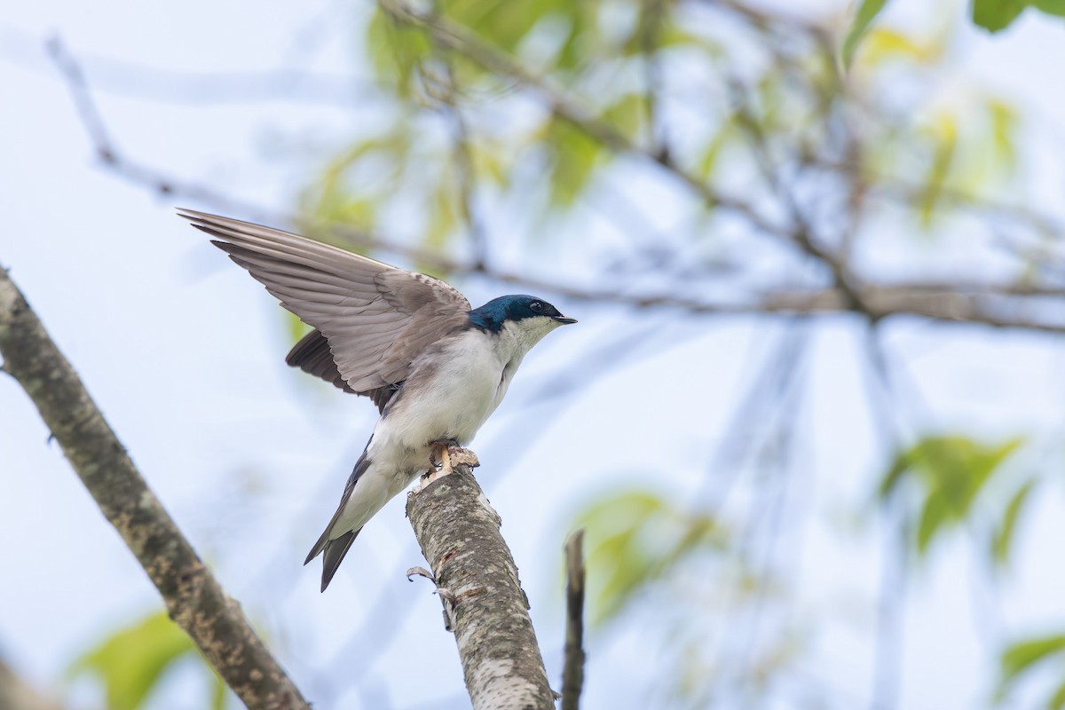 Tree Swallow - ML622775037