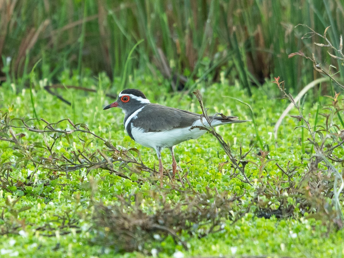 Takkeli Cılıbıt - ML622775043