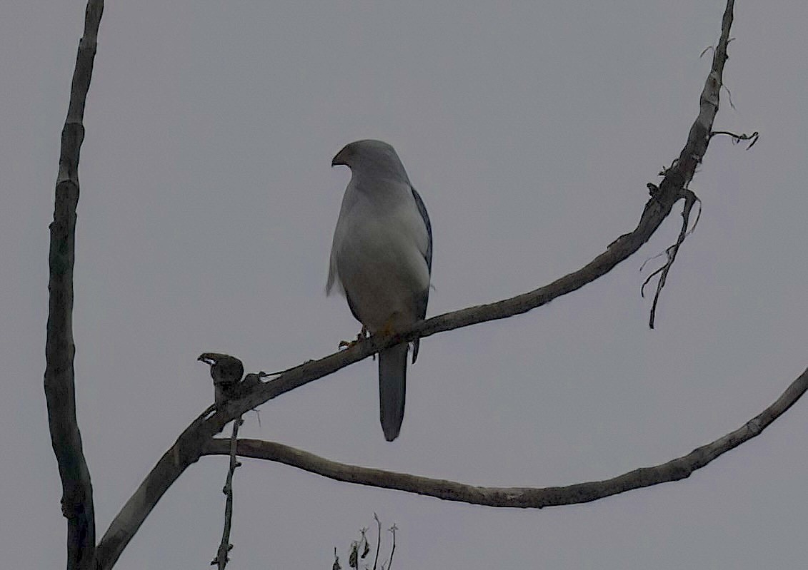 Gray-headed Goshawk - ML622775073