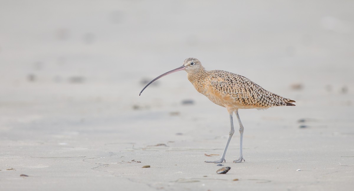 Long-billed Curlew - ML622775074