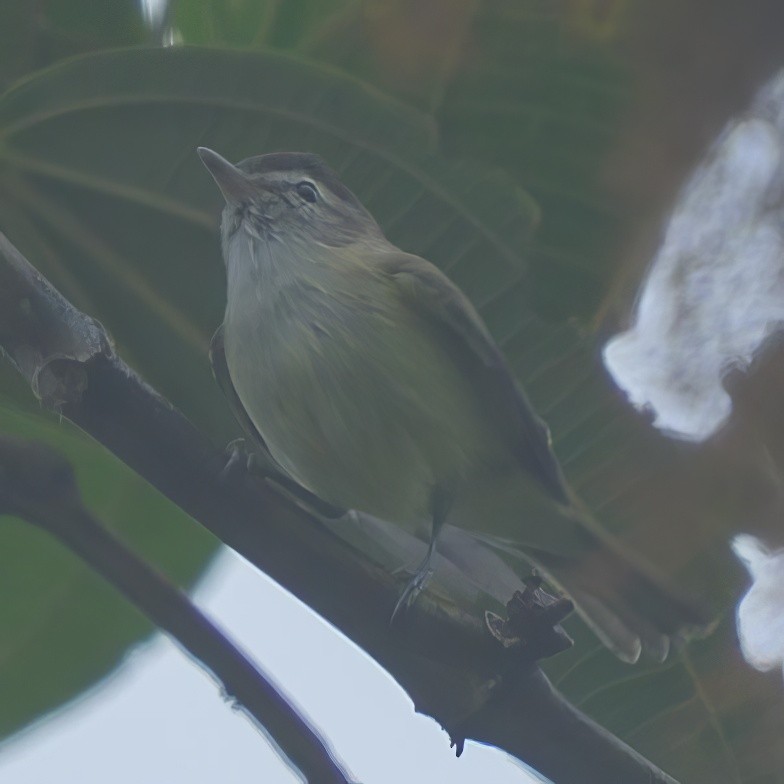 Choco Vireo - Sean Crockett