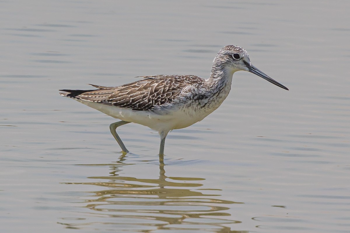 Common Greenshank - Oren Shatz