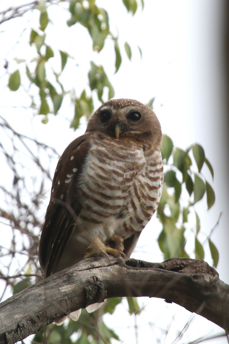 White-browed Owl - ML622775182