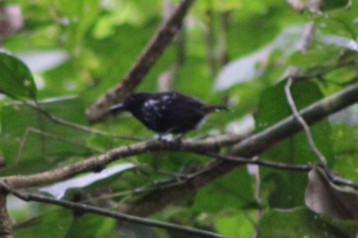 Dot-winged Antwren - Tommy DeBardeleben