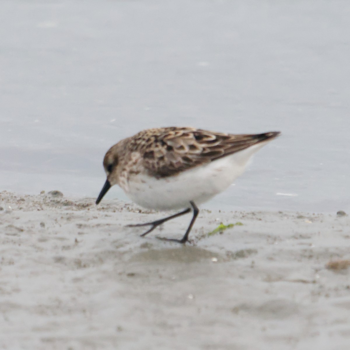 Calidris sp. (peep sp.) - ML622775200