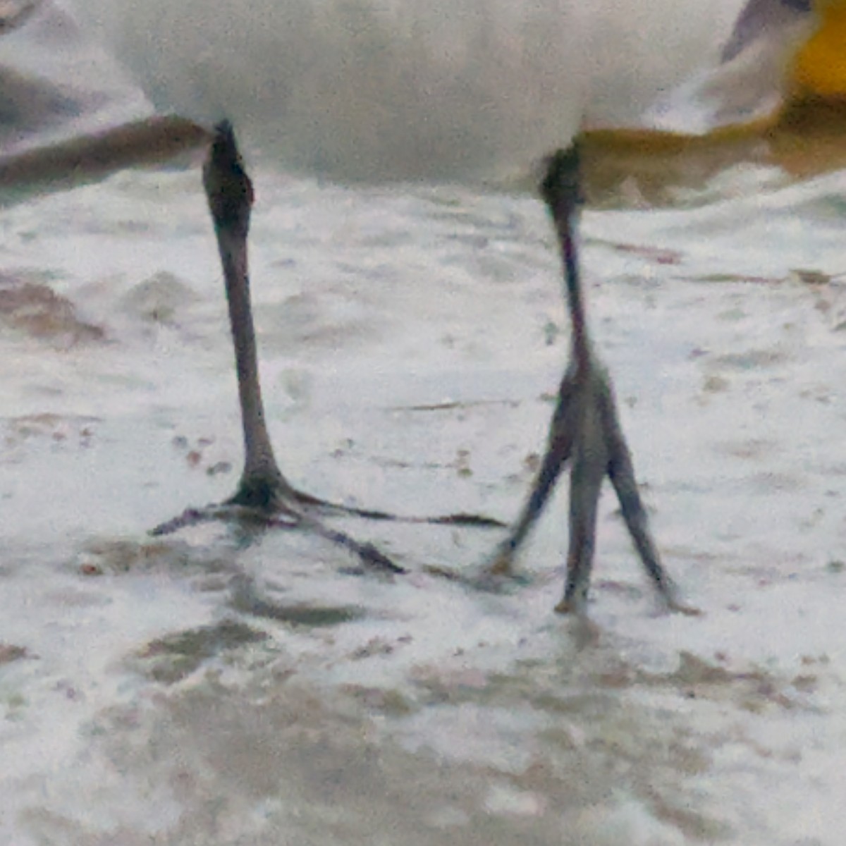 Calidris sp. (peep sp.) - ML622775201