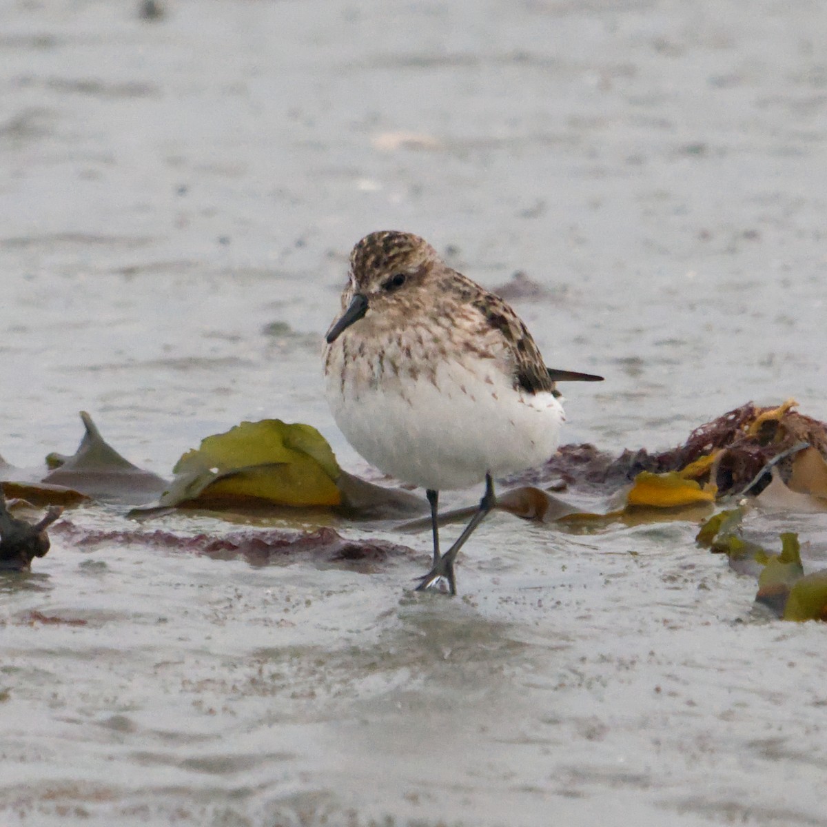 Calidris sp. (peep sp.) - ML622775202