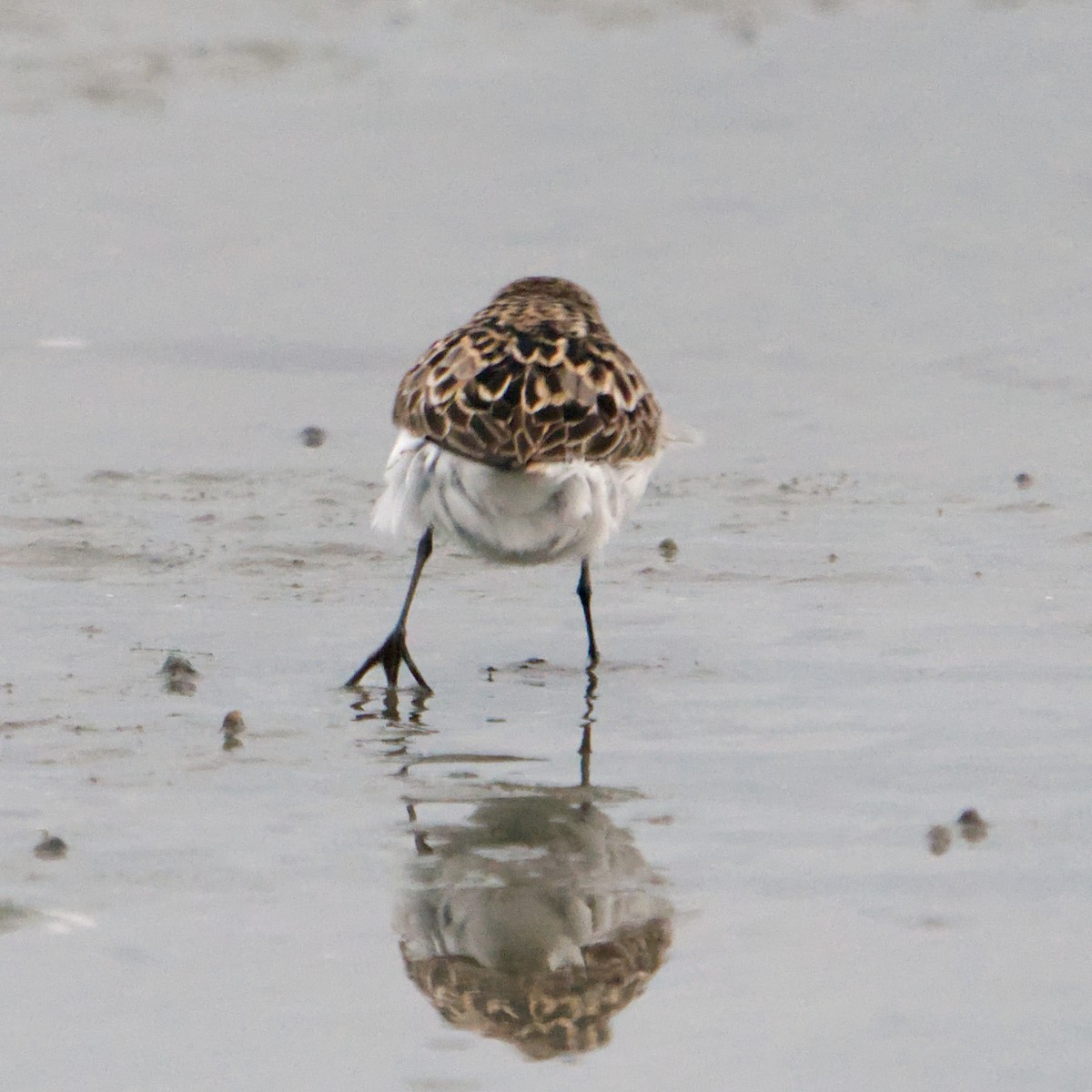 Calidris sp. (peep sp.) - ML622775203