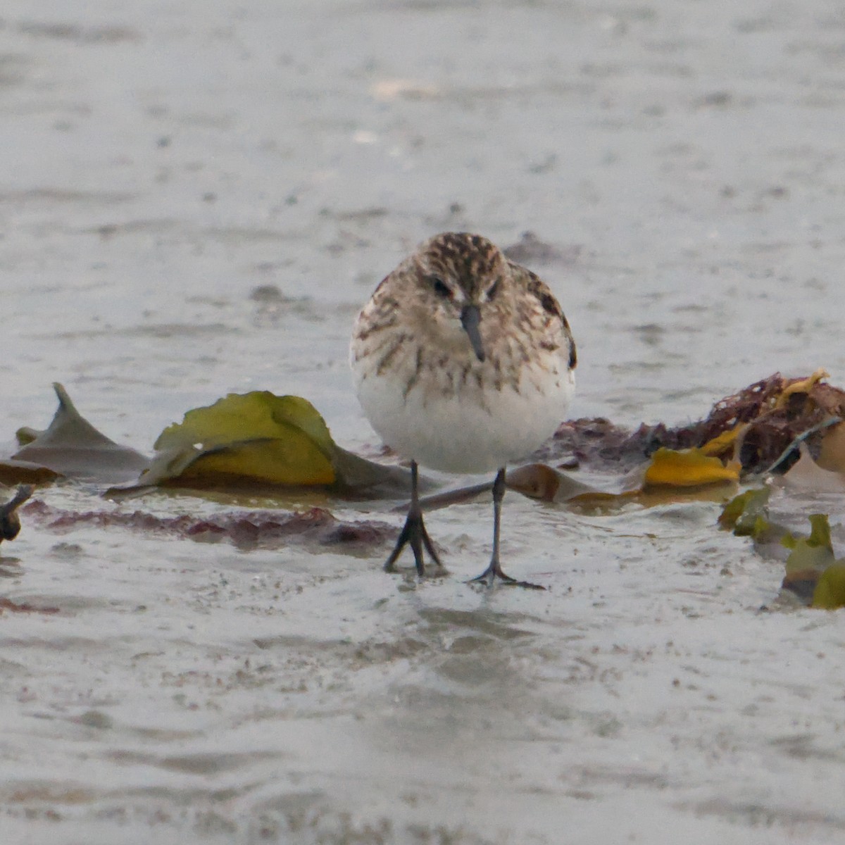 Calidris sp. (peep sp.) - ML622775204