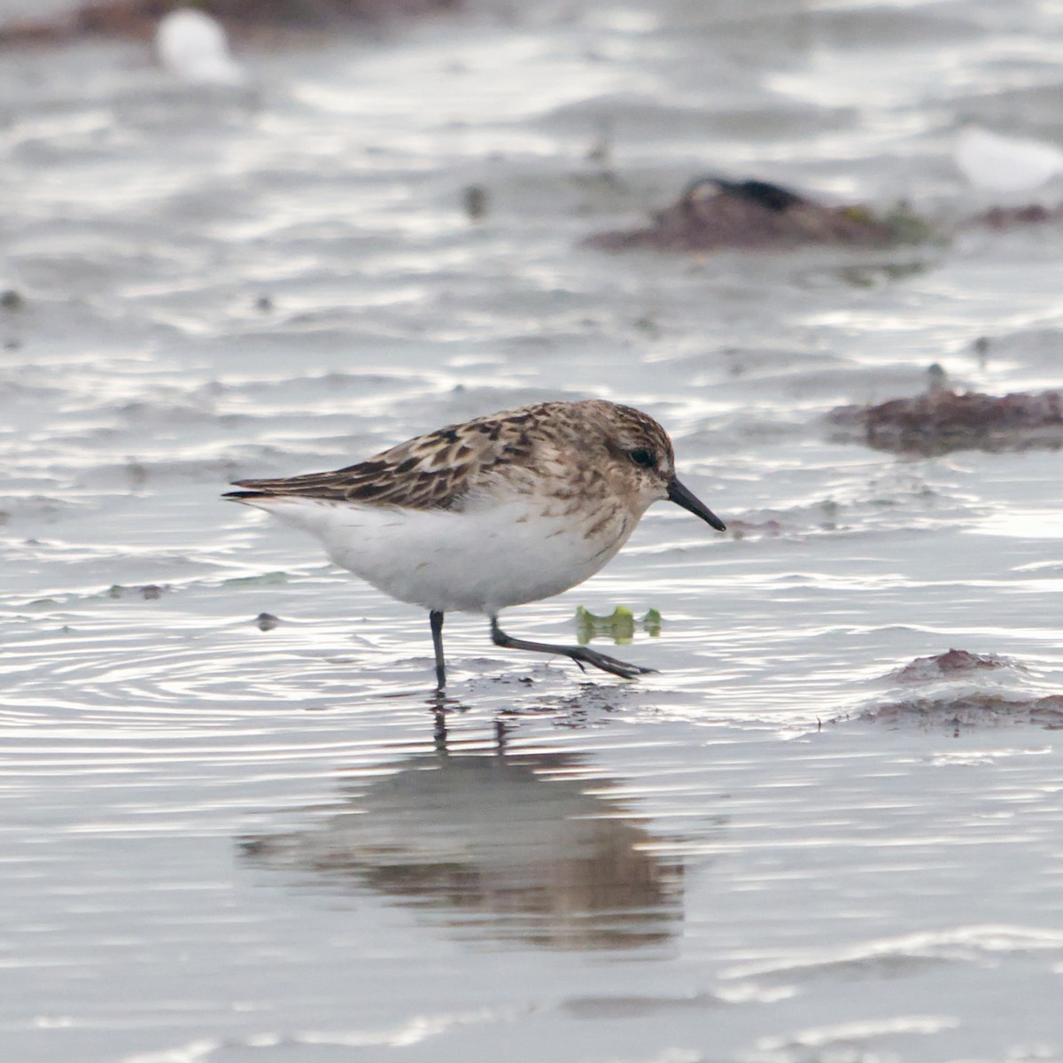 Calidris sp. (peep sp.) - ML622775205