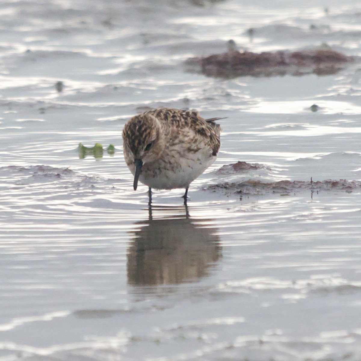 Calidris sp. (peep sp.) - ML622775206