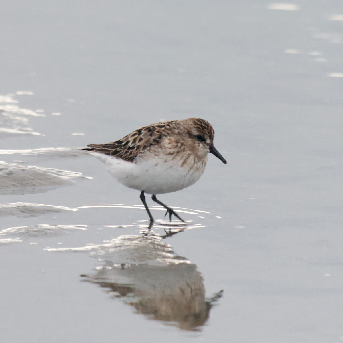 Calidris sp. (peep sp.) - ML622775207