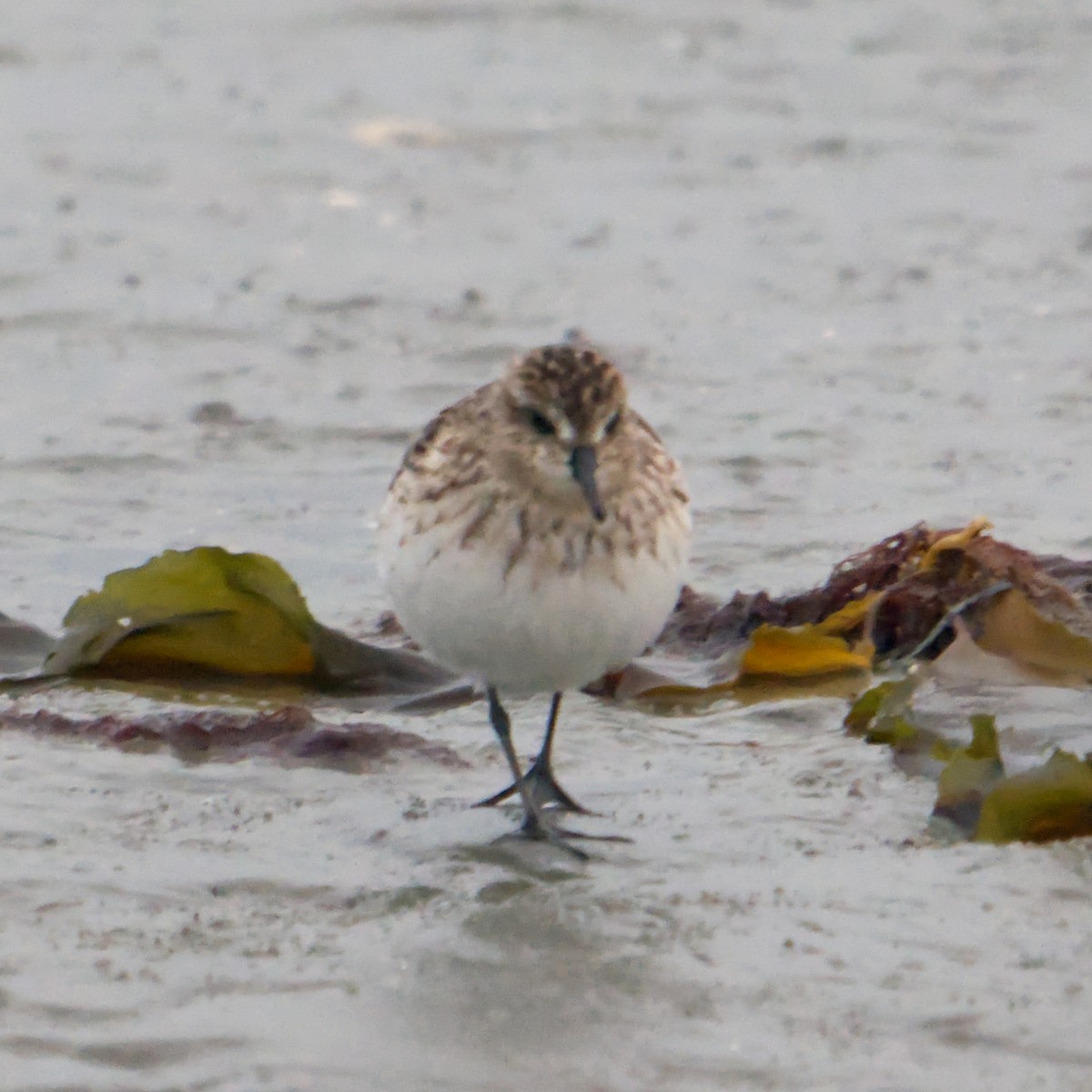 Calidris sp. (peep sp.) - ML622775208