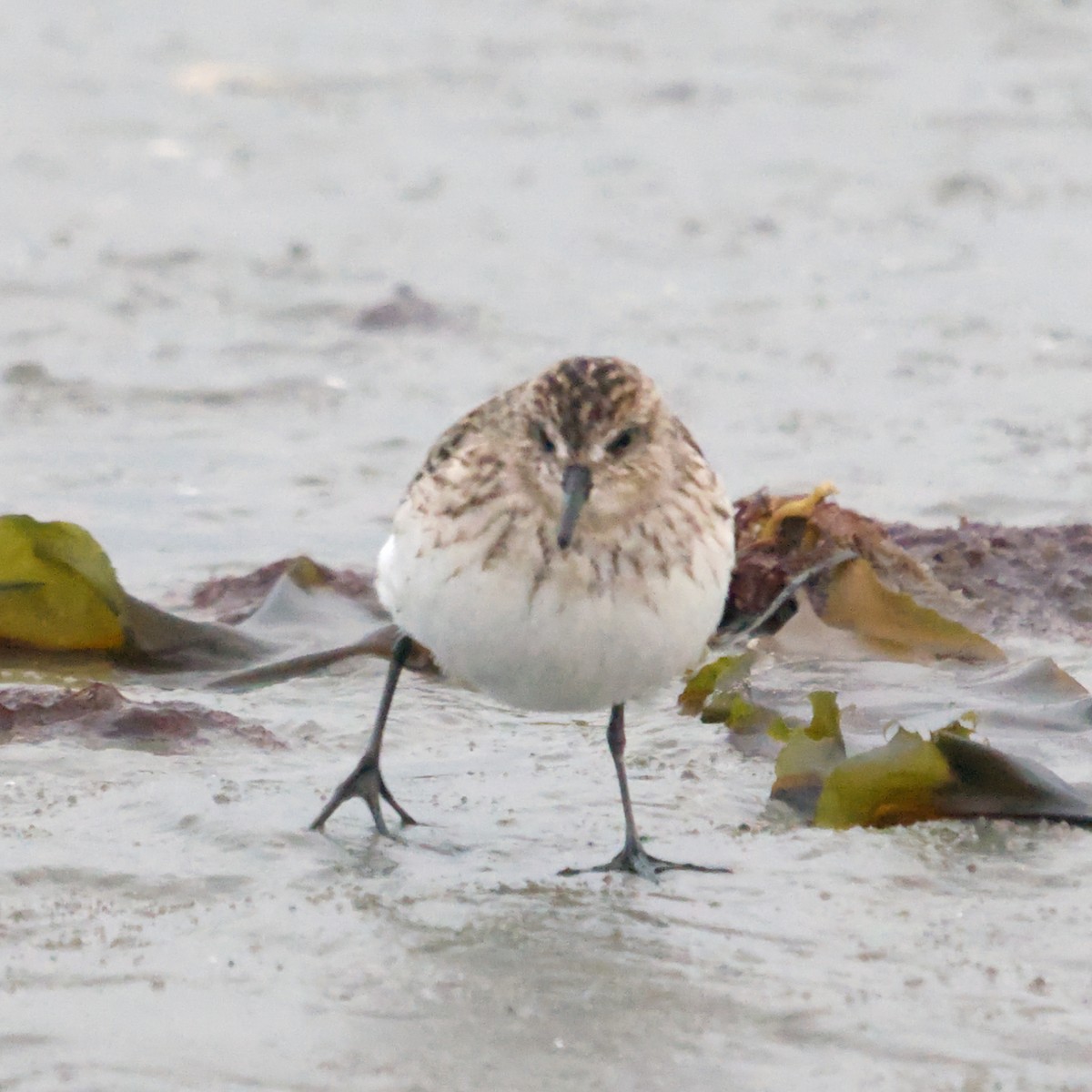 Calidris sp. (peep sp.) - ML622775209