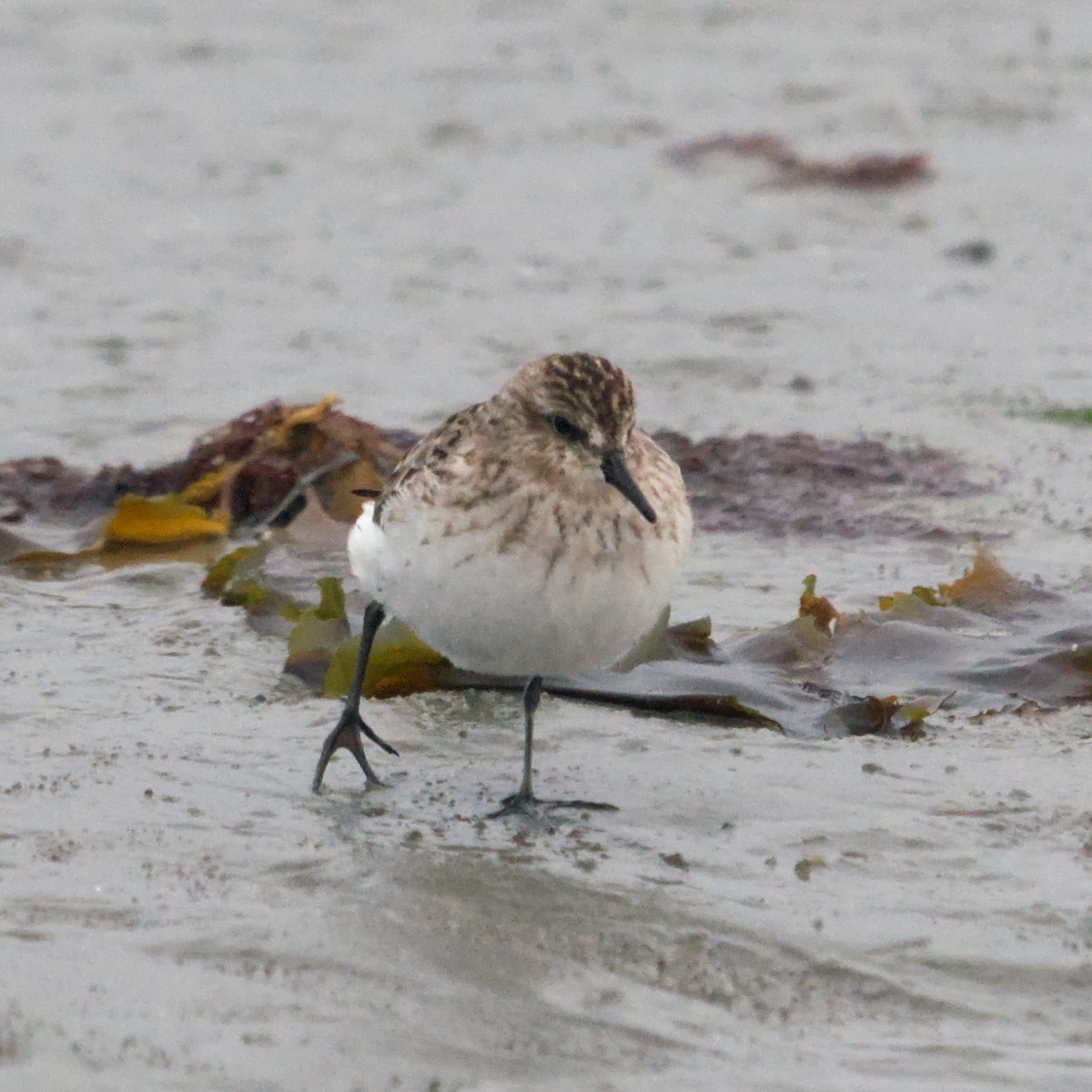 Calidris sp. (peep sp.) - ML622775210