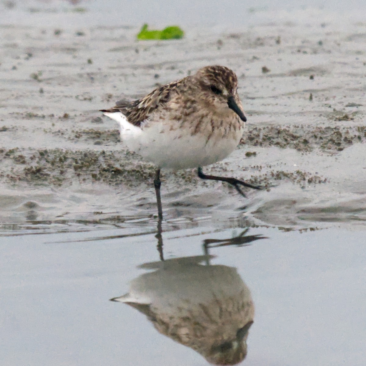 Calidris sp. (peep sp.) - ML622775211