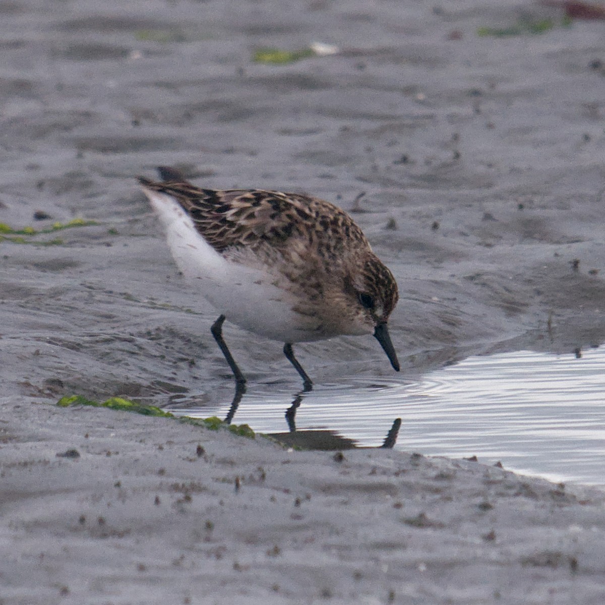 Calidris sp. (peep sp.) - ML622775212