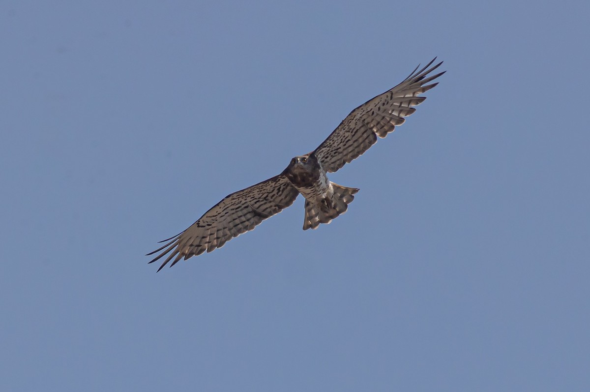 Short-toed Snake-Eagle - Oren Shatz