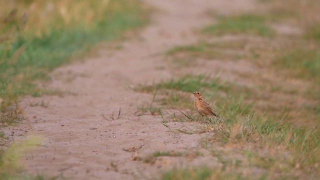 Eurasian Skylark - ML622775244