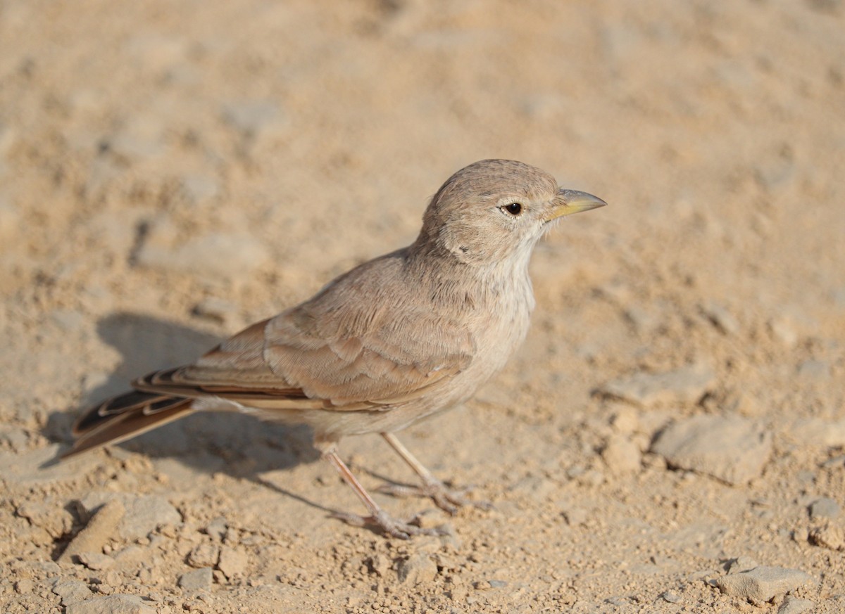 Desert Lark - ML622775269