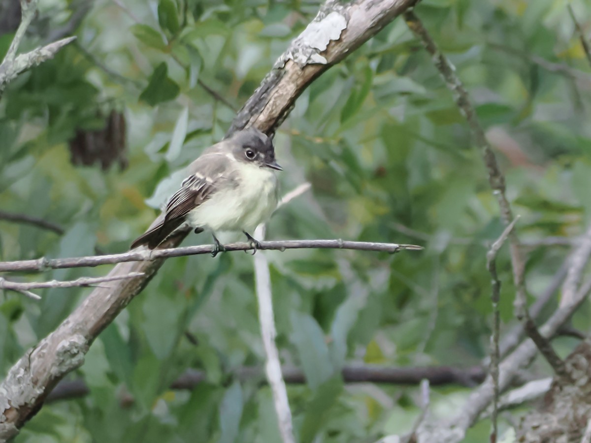 Eastern Phoebe - ML622775299