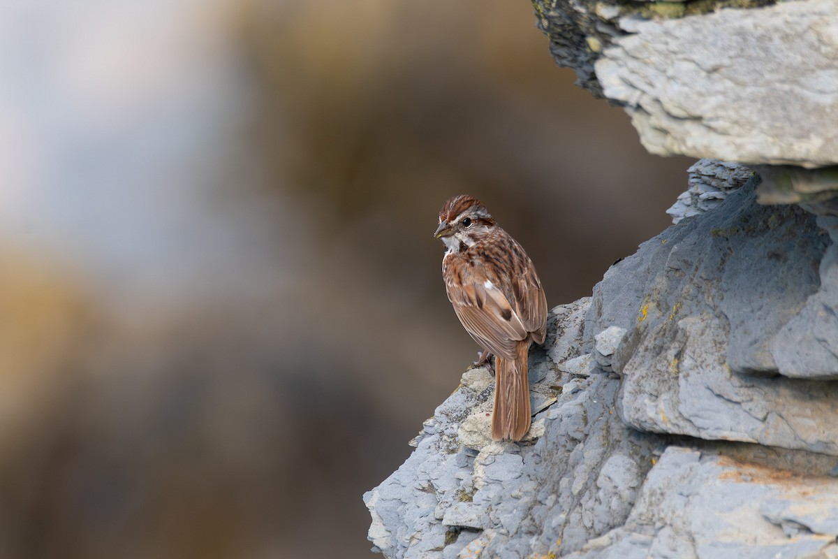 Song Sparrow - ML622775305