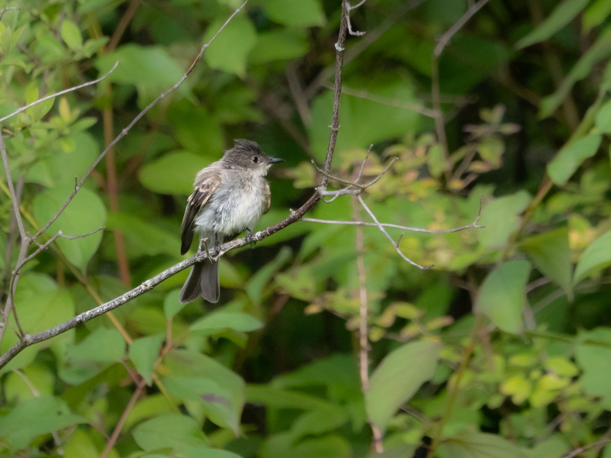 Tufted Titmouse - ML622775313