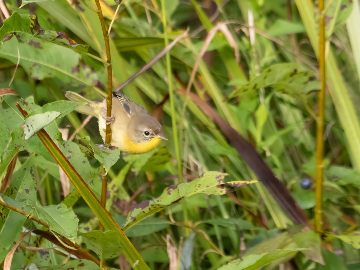 Common Yellowthroat - ML622775321