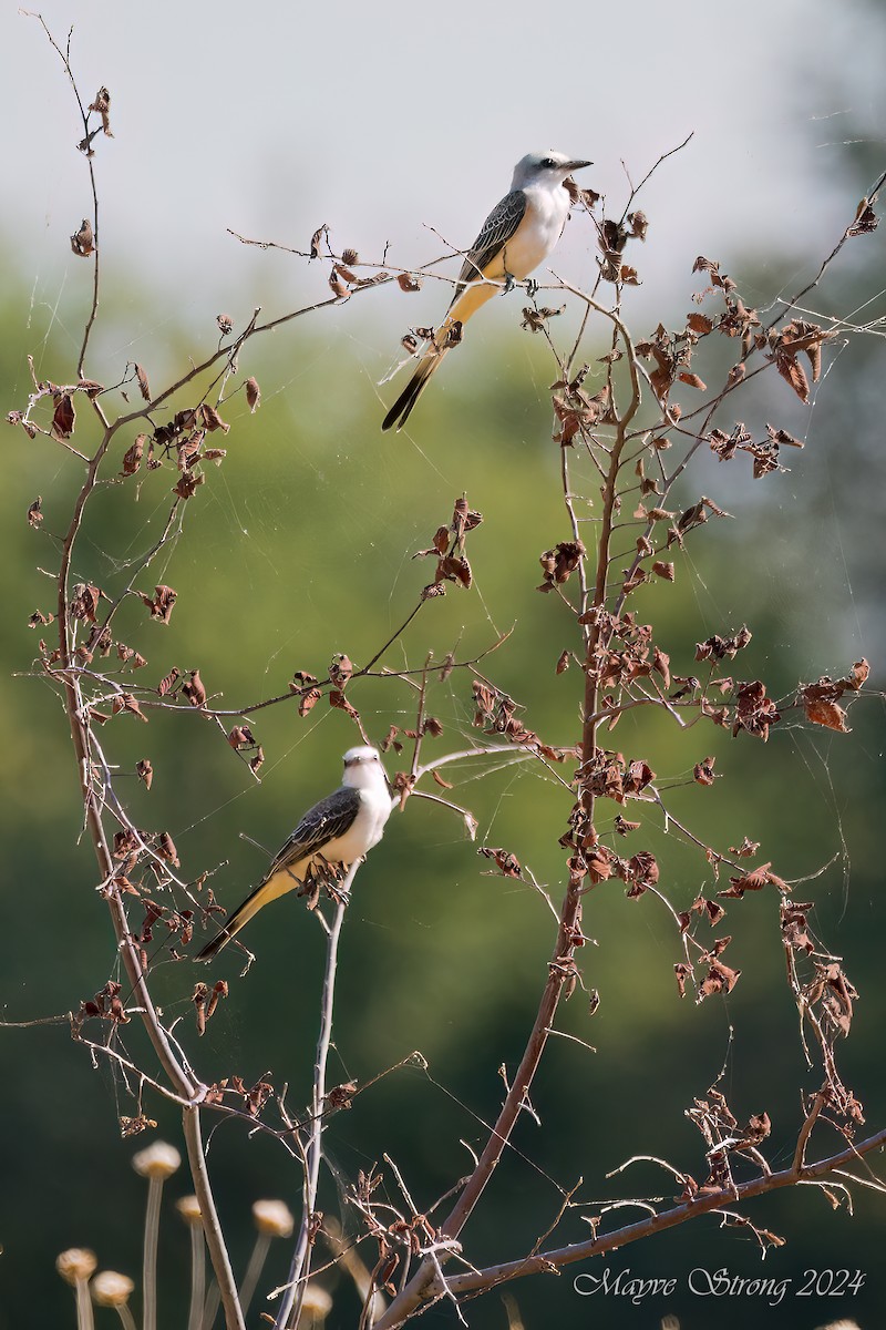 Scissor-tailed Flycatcher - ML622775333