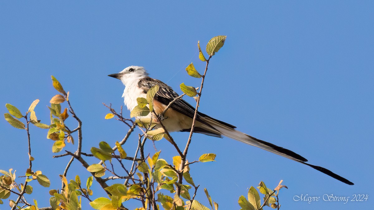 Scissor-tailed Flycatcher - Mayve Strong