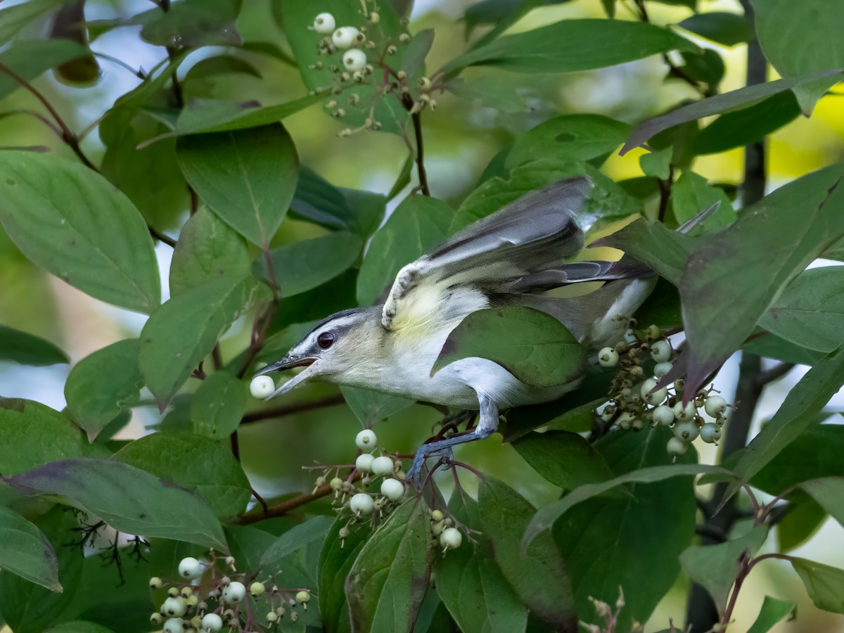 Red-eyed Vireo - ML622775335