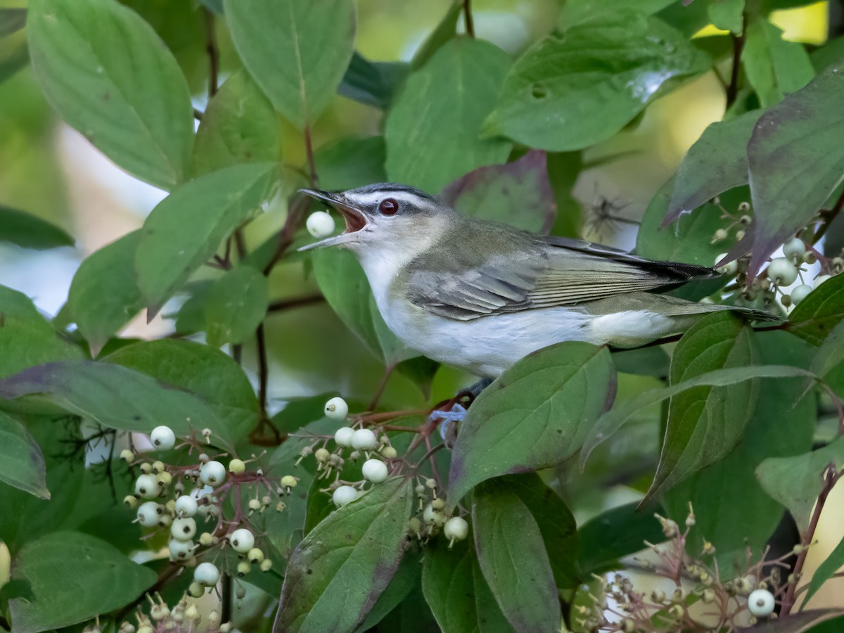 Red-eyed Vireo - John Felton