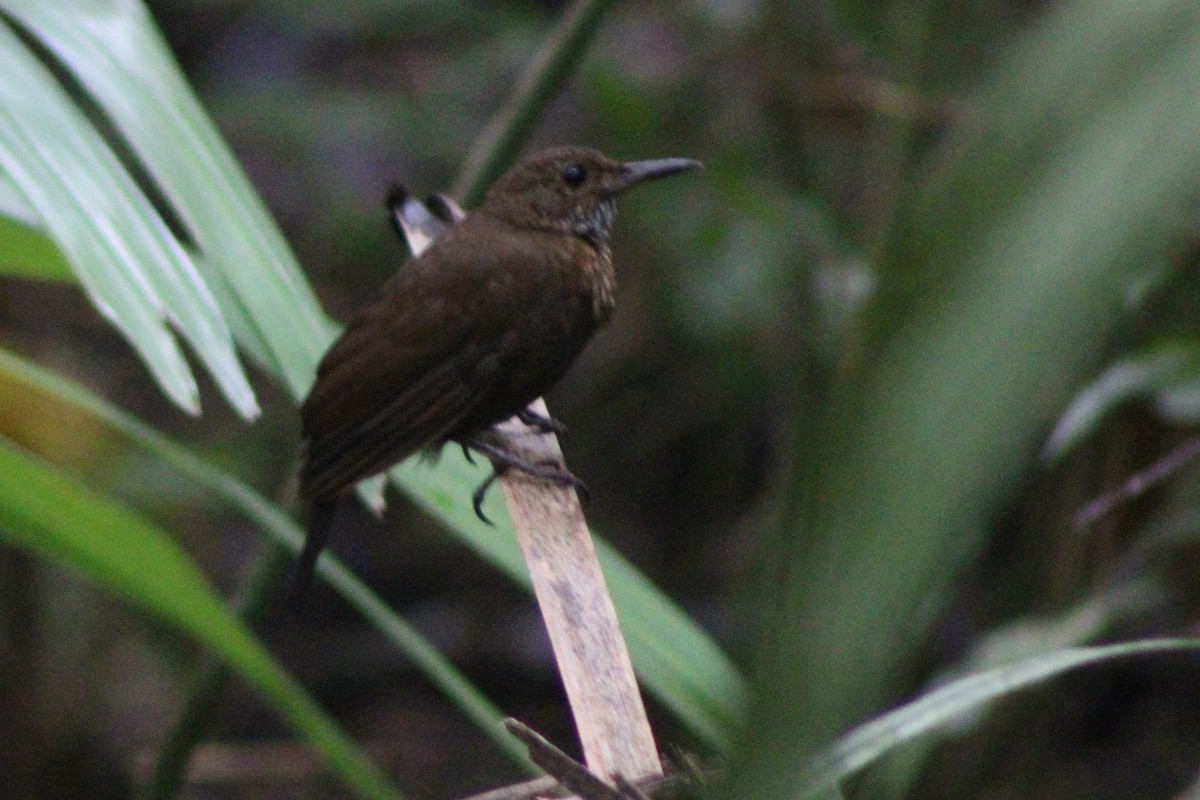 Scaly-throated Leaftosser - Tommy DeBardeleben