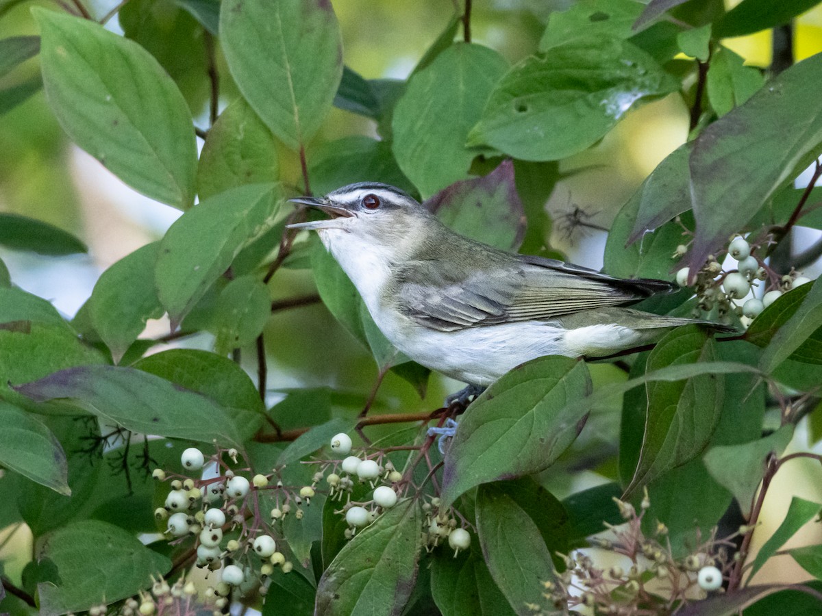 Red-eyed Vireo - ML622775349