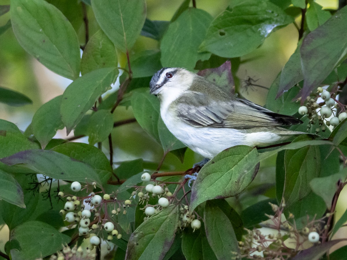 Red-eyed Vireo - ML622775350