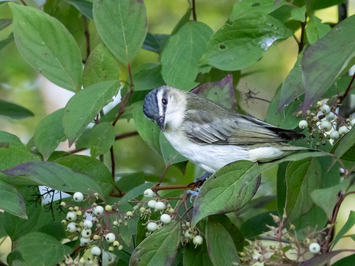 Red-eyed Vireo - ML622775378