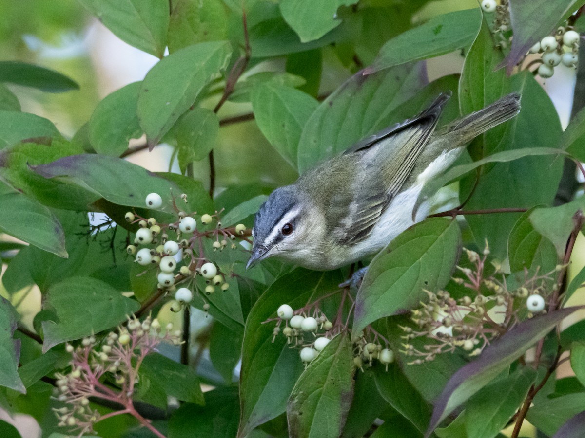 Red-eyed Vireo - ML622775379